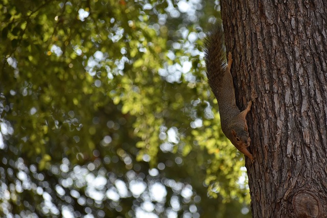 队赢得了比 队赢得了比